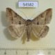 54582p-Noctuidae-Mocis-conveniens-Madagascar-9