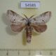 54585p Notodontiidae Acroctena lilacina Madagascar $8