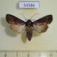 54586p Noctuidae Apospasta intricata Madagascar $8