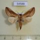 54588p-Notodontiidae-Scalmicauda-tessmanni-Madagascar-8