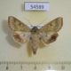 54589p-Noctuidae-Helicoverpa-toddi-Madagascar-7