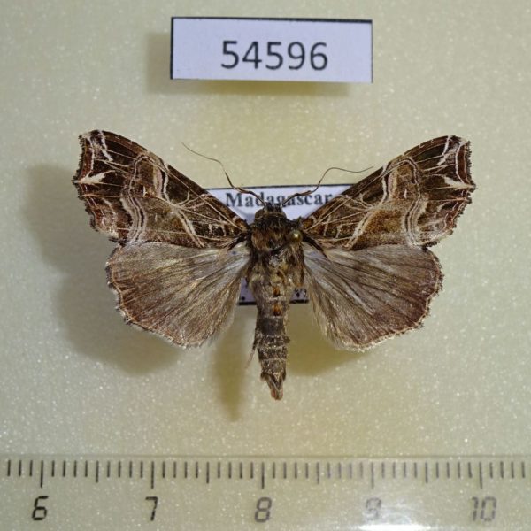 Noctuidae Callopistria maillardi Madagascar