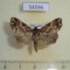 54596p-Noctuidae-Callopistria-maillardi-Madagascar-7