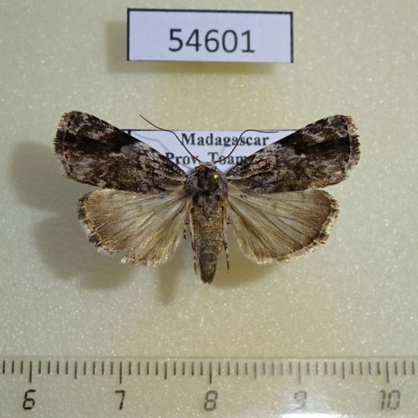 Noctuidae Daula abscissa Madagascar