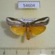 54604p-Pyralidae-Sindris-sganzini-Madagascar-10