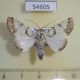 54605p-Noctuidae-Bamra-jucunda-Madagascar-6