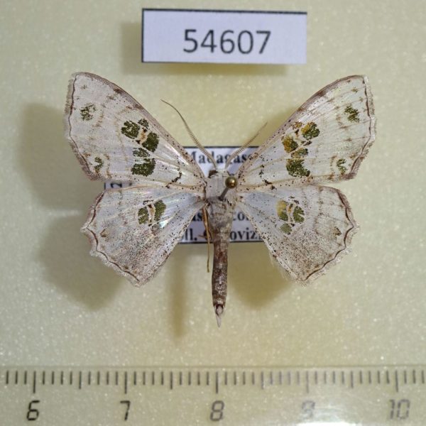 Geometridae Antitrygodes malagasy Madagascar