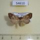 54610p-Noctuidae-Coelophoris-sogai-Madagascar-7