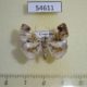 54611p-Noctuidae-sp.-Costa-Rica-6