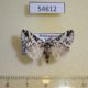 54612p-Lymantridae-Porthesaroa-lithoides-Madagascar-6