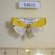 54615p-Noctuidae-Earias-biplaga-Madagascar-8