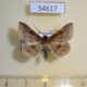 54617p Noctuidae Claterna ochreoplaga Madagascar $7