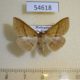 54618p-Noctuidae-sp.-Madagascar-7
