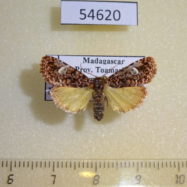 Noctuidae Deltote monorbis Madagascar