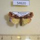 54620p-Noctuidae-Deltote-monorbis-Madagascar-15