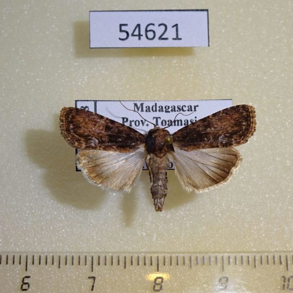 Noctuidae Deltote varicolora Madagascar