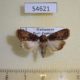 54621p-Noctuidae-Deltote-varicolora-Madagascar-8