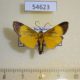 54623p-Pyralidae-Lophocera-flavifusalis-Madagascar-8