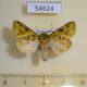 54624p-Noctuidae-Nyodes-virescens-Madagascar-9