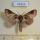 54626p-Notodontiidae-sp.-Madagascar-8