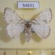 54631p Lymantridae Synclysmus niveus f Madagascar $15