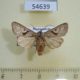 54639p Noctuidae Conservula subrosacea Madagascar $8