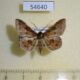 54640p Noctuidae Claterna ochreoplaga Madagascar $7