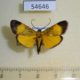 54646p-Pyralidae-Lophocera-flavifusalis-Madagascar-9