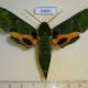 54651p-Sphingidae-Euchloron-megaera-lacordairei-Madagascar-13