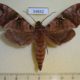54652p-Sphingidae-Maassenia-heydeni-Madagascar-20