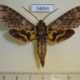 54654p-Sphingidae-Panogena-lingens-Madagascar-17