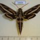 54655p-Sphingidae-Hippotion-geryon-Madagascar-14