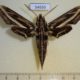 54656p-Sphingidae-Hippotion-geryon-Madagascar-10