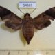 54661p-Sphingidae-Enyo-lugubris-Dominicana-20