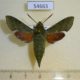 54663p-Sphingidae-Basiothia-medea-Madagascar-12