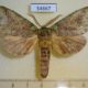 54667p-Notodontiidae-sp.-Madagascar-7