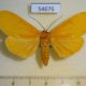 54676p-Noctuidae-Asota-borbonica-f-Madagascar-10