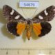 54679p-Noctuidae-Schausia-coryndoni-f-Madagascar-15