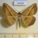 54684p-Noctuidae-Entomogramma-pardus-Madagascar-9