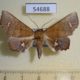 54688p-Noctuidae-Episparis-vitrea-Madagascar-10