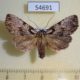 54691p-Noctuidae-Kenrickodes-rubidata-Madagascar-8