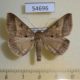 54696p-Noctuidae-Mocis-conveniens-Madagascar-8
