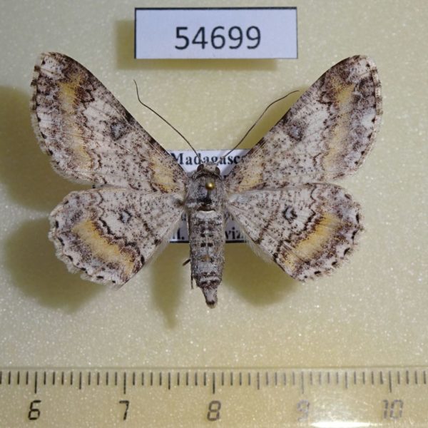 Geometridae Cleora macracantha f Madagascar