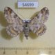 54699p-Geometridae-Cleora-macracantha-f-Madagascar-10