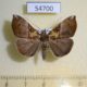 54700p-Noctuidae-Hypena-cowani-Madagascar-9