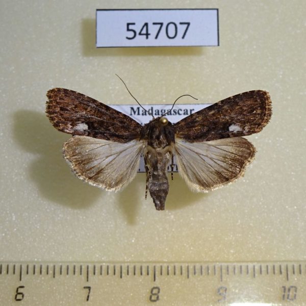 Noctuidae Deltote varicolora Madagascar