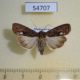 54707p-Noctuidae-Deltote-varicolora-Madagascar-8