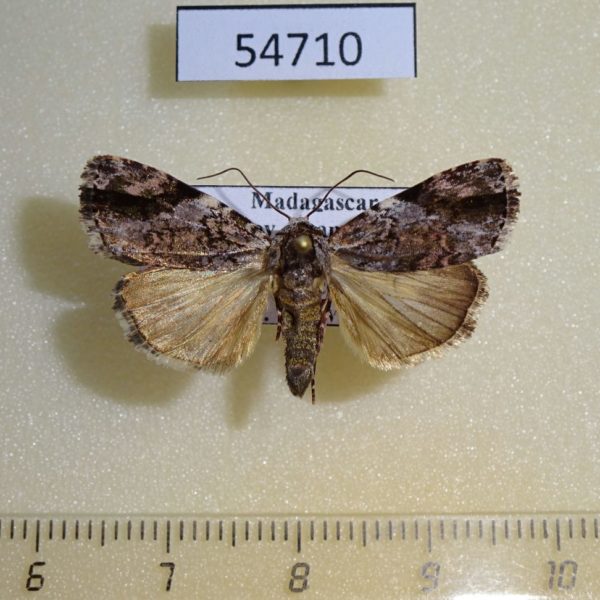 Noctuidae Daula abscissa Madagascar