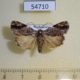 54710p-Noctuidae-Daula-abscissa-Madagascar-7