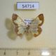 54714p-Geometridae-Zamarada-excavata-Madagascar-10